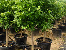 PLANTES MEDITERRANEENNES VIVEROS LUCENA SL