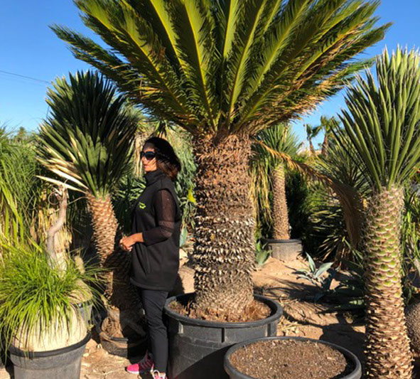 PLANTES MEDITERRANEENNES VIVEROS LUCENA SL