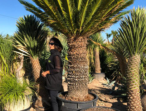 PLANTES MEDITERRANEENNES VIVEROS LUCENA SL