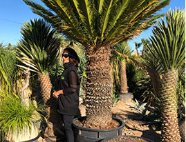 PLANTES MEDITERRANEENNES VIVEROS LUCENA SL