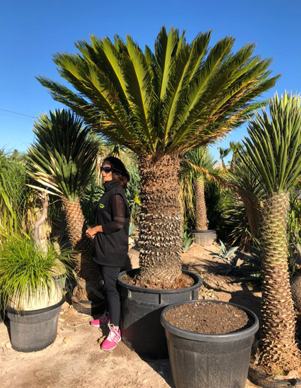 PLANTES MEDITERRANEENNES VIVEROS LUCENA SL