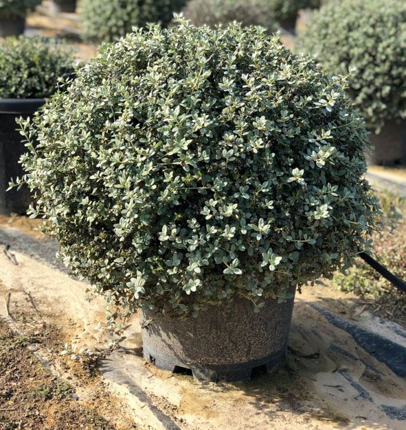 PLANTES MEDITERRANEENNES VIVEROS LUCENA SL