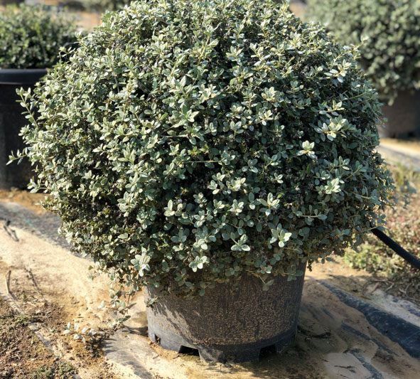 PLANTES MEDITERRANEENNES VIVEROS LUCENA SL