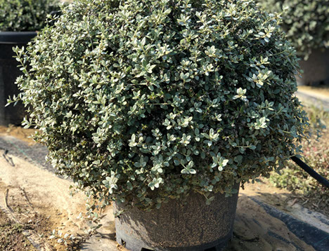 PLANTES MEDITERRANEENNES VIVEROS LUCENA SL