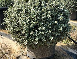 PLANTES MEDITERRANEENNES VIVEROS LUCENA SL