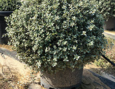 PLANTES MEDITERRANEENNES VIVEROS LUCENA SL