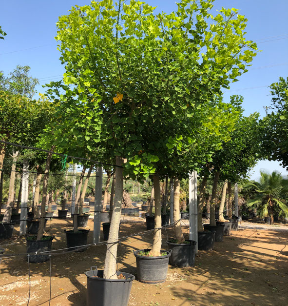 PLANTES MEDITERRANEENNES VIVEROS LUCENA SL