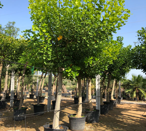 PLANTES MEDITERRANEENNES VIVEROS LUCENA SL