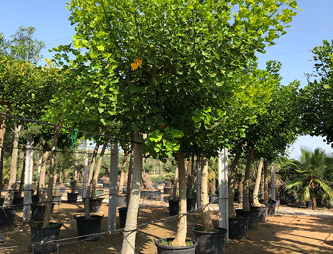 PLANTES MEDITERRANEENNES VIVEROS LUCENA SL