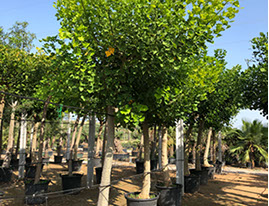 PLANTES MEDITERRANEENNES VIVEROS LUCENA SL