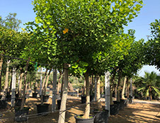 PLANTES MEDITERRANEENNES VIVEROS LUCENA SL