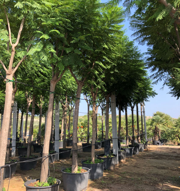 PLANTES MEDITERRANEENNES VIVEROS LUCENA SL