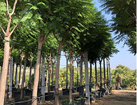 PLANTES MEDITERRANEENNES VIVEROS LUCENA SL