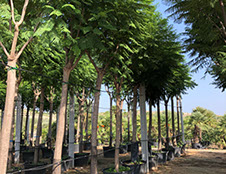 PLANTES MEDITERRANEENNES VIVEROS LUCENA SL