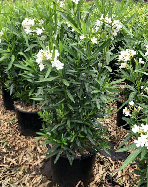 PLANTES MEDITERRANEENNES VIVEROS LUCENA SL