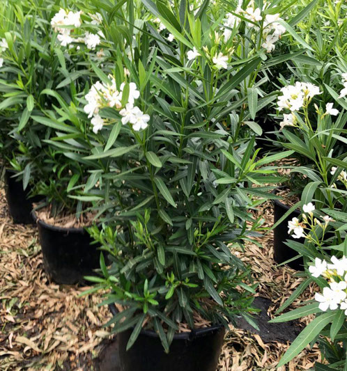 PLANTES MEDITERRANEENNES VIVEROS LUCENA SL