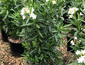 PLANTES MEDITERRANEENNES VIVEROS LUCENA SL