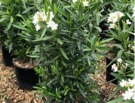 PLANTES MEDITERRANEENNES VIVEROS LUCENA SL