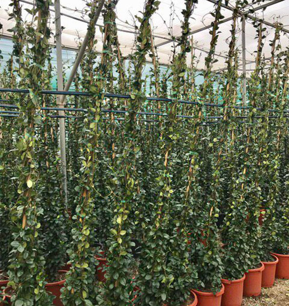 PLANTES MEDITERRANEENNES VIVEROS LUCENA SL