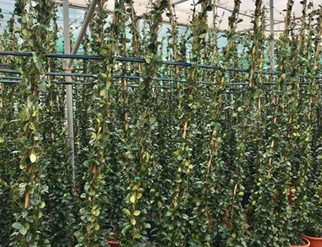 PLANTES MEDITERRANEENNES VIVEROS LUCENA SL