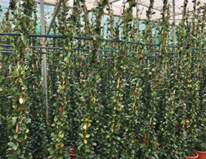 PLANTES MEDITERRANEENNES VIVEROS LUCENA SL