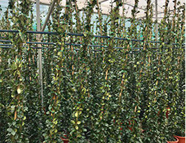 PLANTES MEDITERRANEENNES VIVEROS LUCENA SL