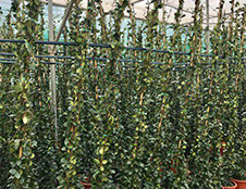 PLANTES MEDITERRANEENNES VIVEROS LUCENA SL