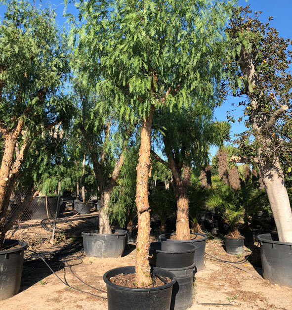 PLANTES MEDITERRANEENNES VIVEROS LUCENA SL