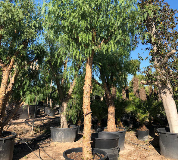 PLANTES MEDITERRANEENNES VIVEROS LUCENA SL