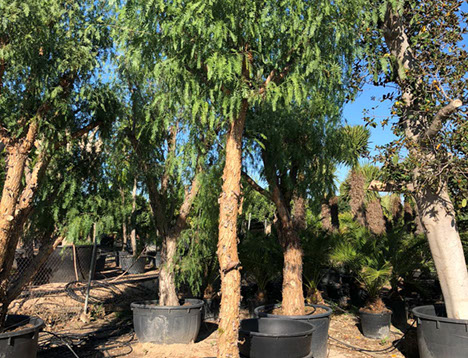 PLANTES MEDITERRANEENNES VIVEROS LUCENA SL