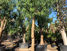 PLANTES MEDITERRANEENNES VIVEROS LUCENA SL