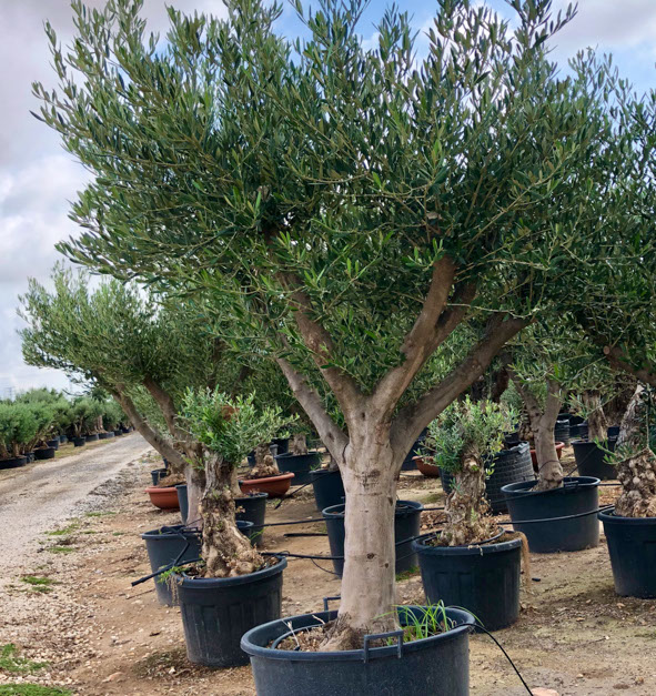 OLIVIERS VIVEROS LUCENA SL