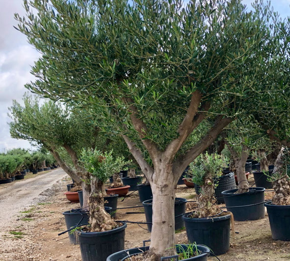 OLIVIERS VIVEROS LUCENA SL