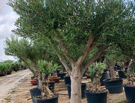 OLIVIERS VIVEROS LUCENA SL