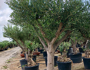 OLIVIERS VIVEROS LUCENA SL