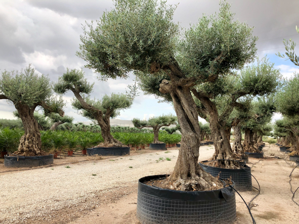 OLIVIERS VIVEROS LUCENA SL