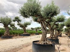 OLIVIERS VIVEROS LUCENA SL