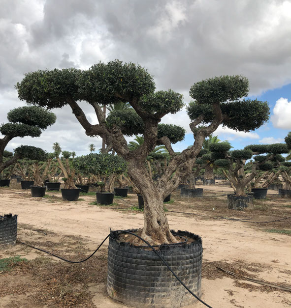 OLIVIERS VIVEROS LUCENA SL