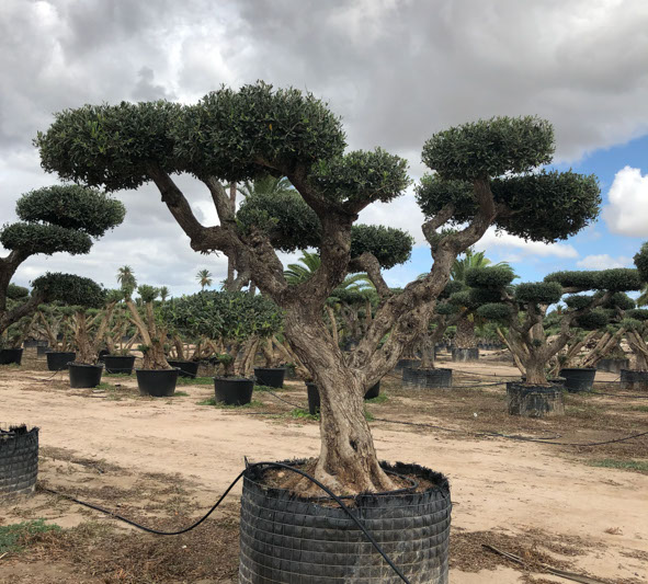 OLIVIERS VIVEROS LUCENA SL