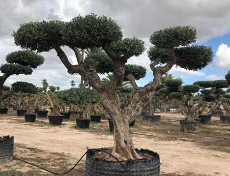 OLIVIERS VIVEROS LUCENA SL