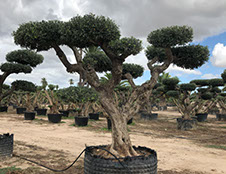 OLIVIERS VIVEROS LUCENA SL