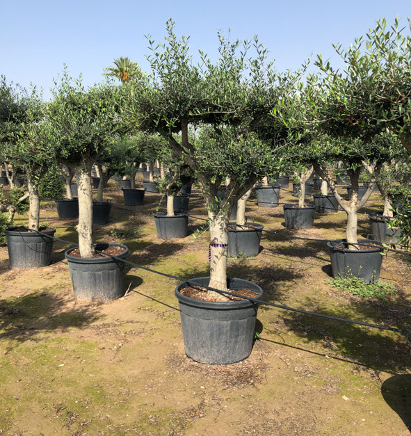 OLIVIERS VIVEROS LUCENA SL