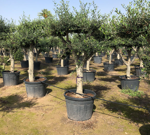 OLIVIERS VIVEROS LUCENA SL