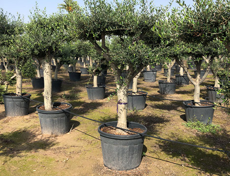 OLIVIERS VIVEROS LUCENA SL