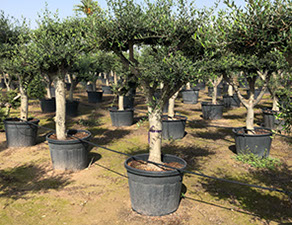 OLIVIERS VIVEROS LUCENA SL