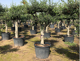 OLIVIERS VIVEROS LUCENA SL