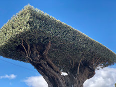 OLIVIERS VIVEROS LUCENA SL