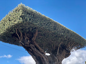 OLIVIERS VIVEROS LUCENA SL