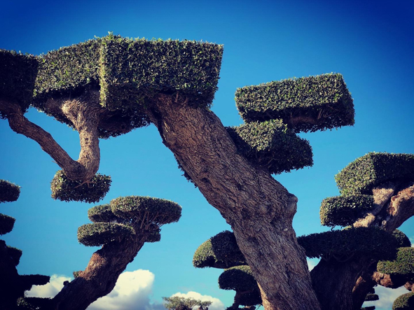 OLIVIERS VIVEROS LUCENA SL