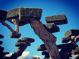 OLIVIERS VIVEROS LUCENA SL